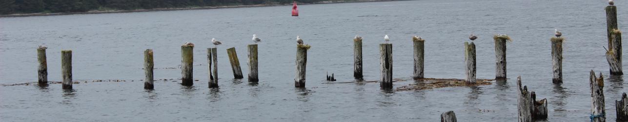 cannery point old pilings and birds Craig Alaska