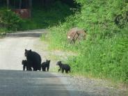 bears near Craig Alaska