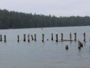 pilings and wildlife at cannery point park Craig Alaska