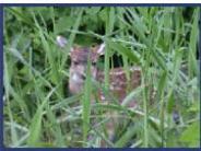 Deer in the grass