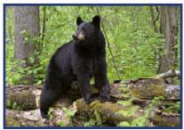 Black Bear