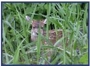 Deer in the grass